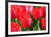 Tulips-oscarcwilliams-Framed Photographic Print