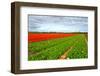 Tulips-gkuna-Framed Photographic Print