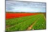 Tulips-gkuna-Mounted Photographic Print