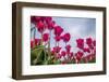 Tulips-Marco Jorissen-Framed Photographic Print