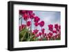 Tulips-Marco Jorissen-Framed Photographic Print