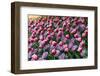 Tulips-Fedorkin-Framed Photographic Print