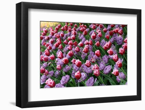 Tulips-Fedorkin-Framed Photographic Print