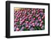 Tulips-Fedorkin-Framed Photographic Print