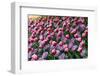 Tulips-Fedorkin-Framed Photographic Print