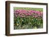 Tulips-Fedorkin-Framed Photographic Print