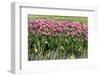 Tulips-Fedorkin-Framed Photographic Print