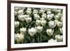 Tulips-Fedorkin-Framed Photographic Print