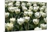 Tulips-Fedorkin-Mounted Photographic Print