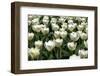 Tulips-Fedorkin-Framed Photographic Print