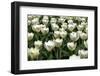 Tulips-Fedorkin-Framed Photographic Print