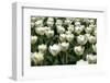 Tulips-Fedorkin-Framed Photographic Print