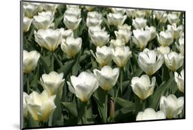 Tulips-Fedorkin-Mounted Photographic Print