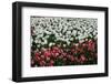 Tulips-Fedorkin-Framed Photographic Print