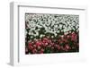 Tulips-Fedorkin-Framed Photographic Print