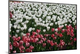 Tulips-Fedorkin-Mounted Photographic Print