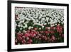 Tulips-Fedorkin-Framed Photographic Print