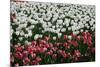 Tulips-Fedorkin-Mounted Photographic Print