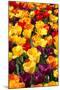 Tulips-oscarcwilliams-Mounted Photographic Print