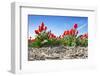 Tulips-Corepics-Framed Photographic Print