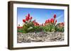 Tulips-Corepics-Framed Photographic Print