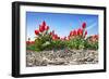 Tulips-Corepics-Framed Photographic Print