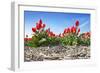 Tulips-Corepics-Framed Photographic Print