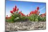 Tulips-Corepics-Mounted Photographic Print