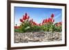 Tulips-Corepics-Framed Photographic Print