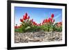 Tulips-Corepics-Framed Photographic Print