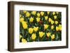 Tulips-Fedorkin-Framed Photographic Print