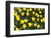 Tulips-Fedorkin-Framed Photographic Print