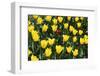 Tulips-Fedorkin-Framed Photographic Print