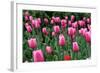 Tulips-Fedorkin-Framed Photographic Print