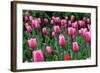 Tulips-Fedorkin-Framed Photographic Print