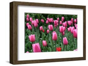 Tulips-Fedorkin-Framed Photographic Print