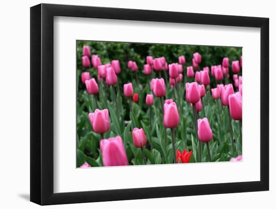 Tulips-Fedorkin-Framed Photographic Print