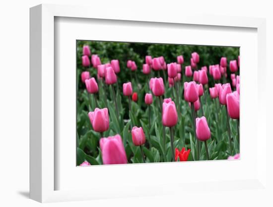 Tulips-Fedorkin-Framed Photographic Print