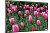 Tulips-Fedorkin-Mounted Photographic Print