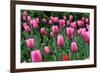 Tulips-Fedorkin-Framed Photographic Print