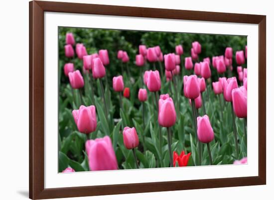 Tulips-Fedorkin-Framed Photographic Print