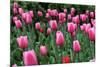 Tulips-Fedorkin-Mounted Photographic Print