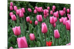 Tulips-Fedorkin-Mounted Photographic Print