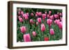 Tulips-Fedorkin-Framed Photographic Print