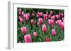 Tulips-Fedorkin-Framed Photographic Print