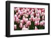 Tulips-Fedorkin-Framed Photographic Print