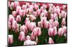 Tulips-Fedorkin-Mounted Photographic Print