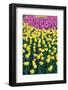 Tulips-Fedorkin-Framed Photographic Print