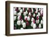 Tulips-Fedorkin-Framed Photographic Print