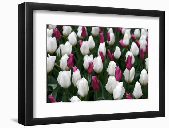 Tulips-Fedorkin-Framed Photographic Print